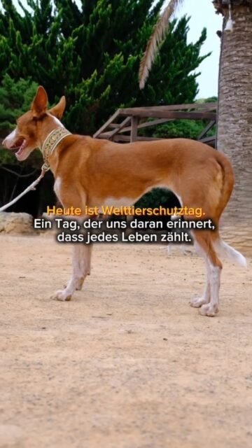 🌍 Welttierschutztag – für alle, die keine Stimme haben 🕊️
Heute ist nicht einfach nur ein Datum im Kalender.
Heute ist ein Tag für all die Seelen, die im Stillen ums Überleben kämpfen.
Für die Hunde, die auf der Straße nach Futter suchen.
Für die Katzen, die sich in dunklen Ecken wärmen.
Für jedes Tier, das vergessen wurde – und trotzdem nicht aufhört zu hoffen. 
Aber Tierschutz endet nicht an Land. 
Er gilt auch für die Fische, die in überfischten Meeren gefangen sind.
Für die Delfine, die sich in Netzen verfangen.
Für die Meeresvögel, die Plastik statt Nahrung finden.
Für all die Lebewesen in Seen, Flüssen und Häfen – dort, wo das Leben schwer, laut und gefährlich geworden ist.
Jedes Tier – egal ob mit Fell, Federn oder Flossen – kämpft jeden Tag darum, zu leben.
Und wir? Wir können entscheiden, ob wir wegsehen oder helfen.
💚 Tierschutz bedeutet Mitgefühl.
Nicht nur an einem Tag im Jahr, sondern jeden einzelnen Tag.
Mit jedem Futterbeutel, jeder helfenden Hand, jedem offenen Herzen.
Denn jede kleine Tat kann eine Welt verändern – die Welt eines Tieres.