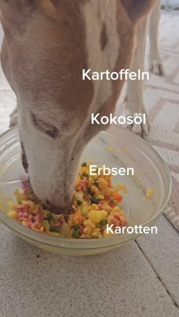 Kurkuma (Gelbwurz) ist nicht nur beim Menschen, sondern auch bei Hunden beliebt. Fina und Ghandi lieben Kurkuma.
Was macht Kurkuma so besonders?
1. Natürlicher Entzündungshemmer
Der Hauptwirkstoff Curcumin wirkt entzündungshemmend.
Das hilft besonders bei:
- Gelenkbeschwerden (z. B. Arthrose, HD) zeigt sich laaaangsam bei Ghandi
- Entzündungen im Körper
- Altersbedingten Beschwerden
Viele Tierärzte empfehlen Kurkuma als natürliche Alternative zu Schmerzmitteln (vor allem bei älteren Hunden).
2. Unterstützt Gelenke & Beweglichkeit
- Schwellungen reduziert
- Beweglichkeit fördert
- Schmerzen bei chronischen Entzündungen lindern kann
Besonders beliebt in Kombination mit schwarzem Pfeffer (Piperin) und Kokosöl, weil das die Aufnahme von Curcumin stark verbessert.
3. Stärkt das Immunsystem
Kurkuma wirkt antioxidativ, also schützt Zellen vor freien Radikalen.
Das hilft dem Körper deines Hundes bei:
- Immunabwehr
- Leberreinigung
- Haut- und Fellgesundheit
4. Fördert die Verdauung
Viele Hunde profitieren von einer besseren Verdauung, weil Kurkuma:
- die Galle anregt
- Fettverdauung verbessert
- Blähungen mindert
Aber: Zu viel kann auch den Magen reizen – also langsam herantasten. Die Dosis habe ich täglich angepasst und erhöht.
Wichtige Hinweise zur Dosierung
Kurkuma ist gesund, aber nur in kleinen Mengen.
👉 Faustregel:
Etwa ¼ Teelöffel Kurkuma-Pulver pro 10 kg Körpergewicht pro Tag
💡 Am besten:
mit etwas Öl (z. B. Kokos) mischen
eine Prise schwarzen Pfeffer dazugeben → steigert die Aufnahme bis zu 20-fach.
Ins Futter mischen oder als „Goldene Paste“ zubereiten (Kurkuma + Öl + Wasser + Pfeffer)
⚠️ Wann lieber vorsichtig sein
Nicht geben bei:
- Leber- oder Gallenproblemen
- Magengeschwüren
- Trächtigen oder säugenden Hündinnen
- Wenn dein Hund blutverdünnende Medikamente bekommt
Viel Spaß dabei ✌️
