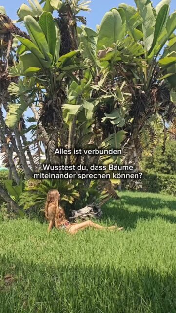 Alles ist verbunden
Wusstest du, dass Bäume miteinander sprechen können?
Unter der Erde sind ihre Wurzeln mit feinen Pilzfäden verbunden. Diese Pilze helfen den Bäumen, Nährstoffe aus dem Boden aufzunehmen. Dafür bekommen sie von den Bäumen Zucker.
Doch das ist noch nicht alles: Über dieses Pilznetzwerk können sich die Bäume auch Nachrichten schicken. Zum Beispiel, wenn einer krank ist oder wenn Käfer angreifen. Dann „warnt“ er die anderen.
Dieses geheime Netzwerk nennen Forscher das „Wood Wide Web“ – wie das Internet der Bäume.
Wir Menschen gehören auch dazu. Denn wir sind ein Teil der Natur – und wir tragen Verantwortung dafür, sie zu schützen.