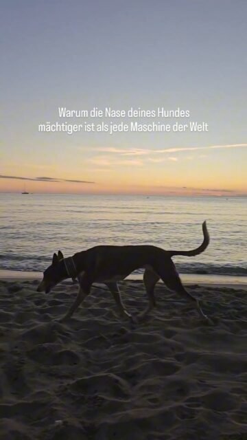 Hast du dich jemals gefragt, was dein Hund riecht, wenn ihr spazieren geht? 

Für uns Menschen ist ein Spaziergang vor allem Sehen, Bäume, Autos, Menschen usw.
Für deinen Hund ist es eine Explosion aus Gerüchen:
jeder Grashalm, jede Spur, jeder Windstoß erzählt ihm eine Geschichte. 

Seine Nase ist ein wahres Wunderorgan:
🔸 Bis zu 300 Millionen Riechzellen (wir haben nur etwa 5 Millionen!)
🔸 Ein eigenes „Geruchshirn“, das 40-mal größer ist als unseres
🔸 Er kann zwei Gerüche gleichzeitig wahrnehmen  mit jedem Nasenloch getrennt

Für deinen Hund riecht die Welt nicht nur intensiver, sondern auch bedeutungsvoller.
Er weiß, wer vor 10 Minuten an euch vorbeigegangen ist, welches Tier hier gestern war,
und sogar, wie du dich gerade fühlst ob du gestresst oder entspannt bist. 

Kein Wunder, dass Hunde Krankheiten wie Krebs oder Diabetes riechen können.
Ihre Nase übertrifft jede Maschine, jedes Laborgerät, jeden Menschen.

👉 Wenn dein Hund das nächste Mal stehen bleibt und minutenlang schnüffelt lass ihn.
Für ihn ist das keine Zeitverschwendung, sondern echtes Lesen, Forschen und Verstehen. 

Was glaubst du, was dein Hund gerade riecht? Schreib’s in die Kommentare.