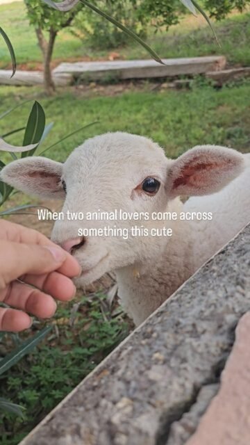 Wie wunderbar Mutter Natur doch ist 🐑