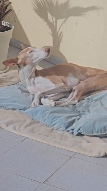 🤍 Ehrliche Gespräche 

Wenn es um Entscheidungen geht dann tritt bei uns der Familinrat ein. Es war wieder so weit denn es gab Gesprächsbedarf unter Fina, Ghandi und mir.
Ganz gleich ob es um Spaziergänge, Essen, Ideen, Vorschläge geht, wir drei sprechen uns ab um Wünsche zu äußern und dann schauen wir mal was draus wird.

Ein wichtiges Thema haben wir drei besprochen und wie immer eine Einigung gefunden. Immer wieder bin ich beeindruckt was Fina und Ghandi für interessante Vorschläge und Ideen haben. Vor allem hat Fina so eine Entwicklung von ihrer Präsenz hingelegt und das spannenede ist, dass sie immer noch auf ihrem Weg ist und noch mehr aufblühen wird (Fina deine Ideen sind mehr als willkommen).

Jetzt darf unser Vorhaben reifen, ich übe mich im Geduld und wir bleiben im Vertrauen - wie immer.
Die Absicht ist gesetzt.
Denn ohne Absicht entsteht keine Erfüllung ✨️.