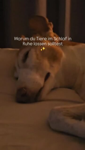 Warum du Tiere im Schlaf nicht wecken solltest 💤

Tiere durchlaufen genau wie Menschen verschiedene Schlafphasen. Im Tief- und Traumschlaf (REM-Phase) verarbeitet ihr Gehirn Erlebnisse, Stress und Lernerfahrungen.

🔹 Zucken, leise Geräusche oder schnelle Atmung sind normal
🔹 Plötzliches Wecken kann zu Desorientierung, Stress oder Angstreaktionen führen
🔹 Manche Tiere reagieren im Schreckmoment instinktiv, ohne es zu wollen

Regelmäßiger, ungestörter Schlaf ist wichtig für:
• das Nervensystem
• das Immunsystem
• die emotionale Ausgeglichenheit

 
Tiere im Schlaf immer vorsichtig oder gar nicht anfassen (du kennst dein Tier am besten 😉), nicht rütteln 
einfach ruhig bleiben und sie selbst aufwachen lassen.