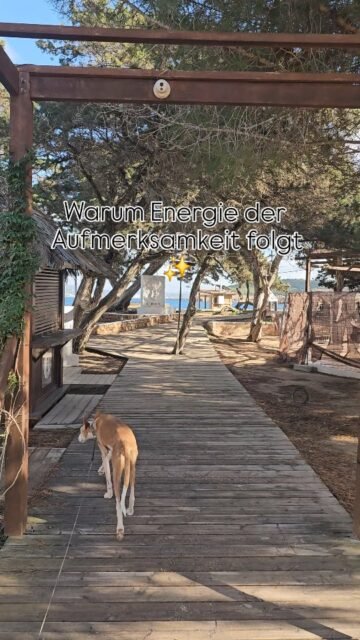 ✨️ Energie folgt der Aufmerksamkeit.

Was du innerlich nährst, bekommt Bewegung.

Deine Aufmerksamkeit ist wie eine Richtung, keine Bewertung.
Sie entscheidet nicht darüber, was „gut“ oder „schlecht“ ist 
sondern darüber, wohin deine Kraft fließt.

Wenn du dich dauerhaft auf Sorgen richtest, bindest du Energie dort.
Richtest du sie auf Klarheit, Vertrauen oder das, was du beeinflussen kannst,
entsteht Raum für Veränderung.

Es geht nicht darum, alles schönzureden.
Es geht darum, bewusst zu wählen,
wo du deine innere Energie einsetzt.

Und manchmal ist diese Wahl ganz leise.
Nicht im Denken, sondern im inneren Loslassen ✨️💙✨️.