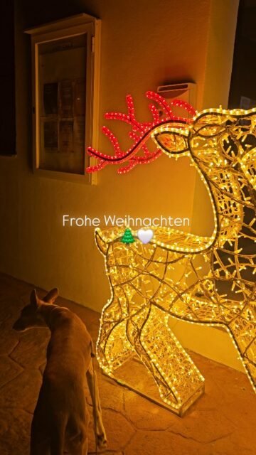 Wir wünschen euch ein schönes Weihnachtsfest und gute Stunden🌲🐾✨️