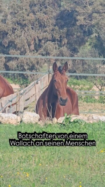 Heute habe ich mit einem 14 Jährigen Wallach und seinem Menschen gesprochen.
Der Wallach war euphorisch, freudig und zeigte mir noch bevor ich den Menschen angerufen habe wie er sie an der Hand und anderen Stellen ableckt. Er tat dies sehr ausgiebig und sagte es sei ein Liebesbeweis aus Vertrauen und Zuneigung.
Er sagte was für ein tolles Team die beiden sind aber sie weiß es auch und zwinkerte liebevoll dabei.
Er möchte gerne noch viel mehr erleben und von der Welt sehen.
Zu der Frage wie er dem Springen gegenüber steht kam ein "jein" herein und ich bat ihn ausgiebig zu erzählen.
Es sei tagesabhängig und es komme darauf an wer um ihn herum ist. Er möchte sich vorher genau anschauen über was er springt, er sei nämlich sehr visuell und möchte sich nicht erschrecken denn er hat eine Verantwortung gegenüber seinem Menschen und möchte Sicherheit.
Sicherheit war ein weiteres Thema was wir dann genauer besprochen haben.
Außerdem komme es auf die Energie drauf an wie sein Mensch "drauf ist". Ihre Energie, Stimmung und Gedanken sind wichtig. Der Mensch hat wubderbar in dem Gespräch auf seine Antworten reagiert und wir haben an Ideen und Kompromissen gearbeitet. Der Wallach möchte über keine großen Hindernisse springen (dies hängt mit seiner Vergangenheit zusammen). 
In seinem Stall fühlt er sich sehr wohl und wir drei haben dann an Ideen für die Weide und seine Zeit außerhalb seiner Box gesprochen.
Wir haben noch über Hängerfahrten mit ihm gesprochen und er zeigte mir immer wieder Bilder und Videosequenzen dazu.
"Sättel sind hart" und hat mir das Holz unter dem Sattel gezeigt und immer wieder "polstern, polstern, polstern" gesagt. Er wünscht sich ein Pad und ein weiches Gebiß.
Es kam immer wieder die Liebe zu seinem Menschen durch.
Der Wallach hat immer und immer wieder in die Zukunft geschaut und ganz positiv in deren Freundschaft geschaut.
Er war so glücklich sprechen zu dürfen und Ideen zu finden und Kompromisse auszuarbeiten.

Was soll ich sagen, ich liebe meine Arbeit und ich liebe es die Liebe und Zufriedenheit spüren zu dürfen.