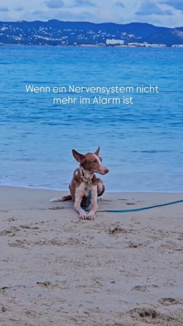 Wenn ein Nervensystem nicht mehr im Alarm ist
Teil 1 von 2

So entspannt wie heute war Fina nicht immer.
Für viele ist es vielleicht nichts Besonderes, ein Tier so ruhig und friedlich liegen zu sehen. Für uns ist es etwas ganz Besonderes.

Denn zu wissen, wo sie herkommt, und diese Veränderung miterleben zu dürfen, berührt jedes Mal aufs Neue. Ein Tier auf seinem Weg aus Angst, Unsicherheit und ständiger Anspannung begleiten zu dürfen, ist eine leise, tiefe und sehr lehrreiche Erfahrung.

Was man hier sieht, ist nicht einfach Entspannung.
Es ist ein Körper, der sich sicher fühlt.
Ein Nervensystem, das nicht mehr im Alarm ist.
Ein Moment ohne Überlebensmodus.

Und genau das ist oft viel mehr wert als alles, was man trainieren oder verlangen kann.

Im nächsten Beitrag erzähle ich ein bisschen mehr darüber, was im Nervensystem eigentlich passiert – und warum Sicherheit die Grundlage für alles ist.