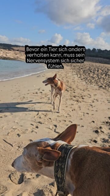 Wenn ein Nervensystem nicht mehr im Alarm ist
Teil 2 von 2

Was wir oft als „Verhalten“ sehen, ist in Wahrheit ein Nervensystem, das versucht zu überleben.

Auch bei Fina war das lange so.
Ihr Körper war fast immer in Anspannung. Wachsam. Bereit zu reagieren. Nicht, weil sie „so ist“, sondern weil ihr System gelernt hatte, dass die Welt unsicher ist.

Wenn ein Nervensystem in Alarm ist, gibt es keine Wahlfreiheit.
Dann gibt es nur: kämpfen, fliehen oder erstarren. Lernen, Gelassenheit oder echtes Zuhören sind in diesem Zustand kaum möglich.

Veränderung beginnt deshalb nicht im Kopf.
Sie beginnt im Körper. Mit Momenten von Sicherheit. Mit Beziehung. Mit Zeit.

Und irgendwann – oft ganz leise – fängt der Körper an, loszulassen.
So wie bei Fina.

Was man heute bei ihr sieht, ist kein „braves Verhalten“.
Es ist ein Nervensystem, das sich sicher genug fühlt, um zu ruhen. 🤍