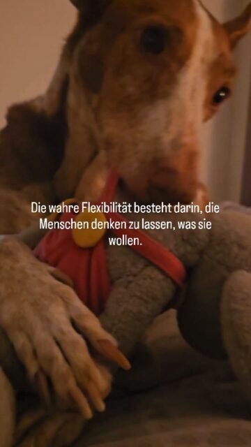 Ich erinnere mich noch als ich 2012 mein Business als Tierkommunikatorin startete. Es war keine Plan es ist mir zu-gefallen. Es steckte aber bereits ein lang geschriebener Plan meiner Seele dahinter. Noch geschrieben bevor ich mich wieder als Erdling entschied.
Für den ein oder anderen mögen das Dinge sein die nicht nachvollziehbar sind und das ist in Ordnung. Jede Seele erlebt das was sie erleben möchte. Ich biete Unterstützung an, ich bin da wenn ich gebraucht werde.
Ich kläre auf und erzähle von meiner Geschichte und gebe gerne mein Wissen weiter und alles andere gebe ich ab.
Denn - Die wahre Flexibilität besteht darin, die Menschen denken zu lassen, was sie wollen.
Wenn du meine Dienste wünscht, du weißt wo du mich finden kannst. Ich bin nur eine E-mail entfernt.