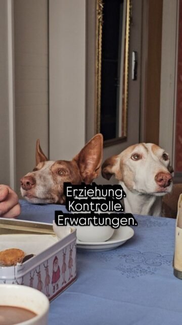 Teil 1
Immer wieder höre ich das Wort Erziehung. Erziehung hier Erziehung da. Pferdetraining, Hundetraining, Katzentraining.
Bei meiner ersten Hündin Sinai dachte ich damals auch - naja eine Hundetrainerin kann ja nicht schaden. Sinai war ja unser erster Hund. Mein damaliger Freund und ich entschieden uns dann damals über "Empfehlung" zu einer bestimmten Hundetrainerin zu gehen. Wir landeten bei einer der rabiatesten Hundetrainerin und schon nach den ersten Minuten sagte mein Bauch "hier stimmt etwas nicht".
Sinai wurde direkt als krank einegstuft, sie meinte nach 5 Sekunden als sie Sinai sah, dass Leishmaniose hätte (die Dame war keine Freundin von Tierschutzhunden). Sie packte unsere damalige Hündin direkt in ihre "Denkbox". Sie verunsicherte uns und erzählte falsche Fakten. Ihre Herangehensweise war hart, unüberlegt und das Tier an sich wurde nicht eine Sekunde lang miteinbezogen.
Bis heute kann ich nur den Kopf schütteln und denke mir, ein Glück vertraue ich Menschen und deren Ansichten nicht blindlings.
Für Sinai und uns gab es an dem Tag kein "Training" mehr.
Dies Seele braucht nur Liebe und Zeit und viel Vertrauen.
Was sie aber vor allem brauchte war ein zweiter Hund!
Sie war es nicht gewohnt ohne andere Hunde zu leben, geschweige denn im 4. Stock/Altbau mit einem Herzfehler andauernd die Treppen zu laufen.
Daraufhin suchten wir nach einer Wohnung in Hannover mit Garten und hielten Ausschau nach einem zweiten Tierschutzhund.
Wer dann als zweiter Hund zu uns kam werden einige die mir schon länger folgen eventull schon erahnen 😉.
Dazu mehr im zweiten Teil.
