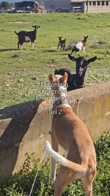 Teil 2
Immer wieder fragte ich mich nach dem Erlebnissen nach der ach so guten Hundetrainerin: müsste es nicht eigentlich Menschentrainerin anstatt Pferdetrainer, Katzentrainer oder Hundetrainer heißen.
Wir Menschen müssten doch die Kommunikation knd Körperhaltung der Tiere verstehen und danach handeln und nicht andersherum. Aber nein, die Hundetrainerin überging einfach alle, wirklich alle Signale von Sinai.
Dies ist nicht nur absolut unhöflich und respektlos einem Wesen gegenüber, es kann auch gefährlich werden.

Wir hörten sofort auf uns mit der Trainerin zu treffen.
Und siehe da ein wunderbarer Zu-fall entstand...
Bei einem Spaziergang in den Feldern trafen wir auf eine Hundegruppe und einen älteren Mann mit einer sehr guten Energie. Wir liefen mit Sinai an der Gruppe vorbei und er sprach uns an und er bot uns an auch teil zu nehmen. Just for fun. Und dies taten wir. 

Der Mann hatte so viel Weisheit und Tips. Ängstliche Hunde aus der Hand zu füttern. Nur aus der Hand zu fütten. Er sagte: "gehen verbindet. Bleibt in Bewegung und bleibt nicht stehen wenn ih an anderen Hunden vorbei müsst". Es war Tips die für uns gold wert waren. Wir waren sehr jung und wir hatten damals noch wenig Erfahrung mit Hunden. Für uns kam dieser Mensch wie ein Engel an die Seite, denn er bestätigte, dass nur Liebe und Geduld wichtig sind. Wir dürfen unseren Tieren die Welt zeigen und passen auf sie auf und sie zeigen uns ihre Welt und wir lernen voneinander.

Es ist eigentlich ganz simpel wenn manche Menschen es nicht kompliziert machen würden und sich dann auch noch "Trainer" nennen würden.
Denn wer muss wirklich trainiert werden?
Richtig, der Mensch. Er hat nämlich das zuhören uns richtig hinsehen verlernt. Also schauen wir unseren Tieren doch zu, beobachten sie und lernen wir sie sprechen.