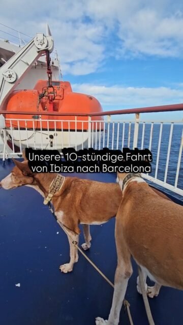 Unsere Reise mit Transmed von Ibiza nach Barcelona hätte nicht entspannter veralufen können. Wir durften uns überall auf dem Schiff mot Fina und Ghandi an board bewegen. Es gab Pet seats, ein Pet Cafe und ein Pet restaurant. Ich bin immer noch sprachlps über die Tierliebe an board.
Teil 2 folgt