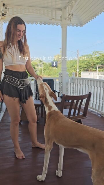 Wie fühlt es sich hier an? Erst seit einigen Tagen bin ich in einem völlig fremden Land und ich fühle mich so wohl.
Das Klima bekommt mir gut, ich würde ja vor der Hitze gewarnt. Es fühlt sich aber gleich zu Ibiza an. Die hohe Luftfeuchtigkeit empfinde ich nicht schlimmer.
Die Menschen und ihre Freundlichkeit, die Leichtigkeit, die  zarte Ananas, der Matchatee mit Kokosnuss. Für die Hunde gefrorenes Fleisch zu besorgen, ein Taxi zu bestellen. 
Die Farben und alles um mich herum. Ich bin einfach dankbar 🙏.
Ja und die Hunde. Sie haben sich auch angepasst und umgestellt. Fina und Ghandi haben ordentlich Appetit und die Soi Dogs kennen uns langsam auch. Um sie zu bestechen und sie als Freund zu gewinnen habe ich extra Leckerchen besorgt. Ghandi und Fina benehmen sich hervorragend wenn sie in unsere Nähe kommen.
Sie ignorieren sie und sind ruhig und lassen mich alles erledigen.
Ich bin weiterhin wachsam da es ihr Revier ist.
