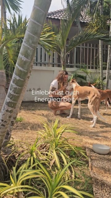 Einleben ist auch Energiearbeit ✨
Wenn man in ein neues Haus zieht, denkt man zuerst an Kisten, Möbel, Organisation.
Wo kommt der Tisch hin? Wo passt das Sofa am besten? Welche Ecke fühlt sich richtig an? Außerdem fange ich wieder bei Null an. Dies ist aber auch gut so. Raus aus der Komfortzone, rein ins Wachstum und neue Erfahrungen.
Einleben passiert nicht nur im Außen.
Auch unsere Energie braucht Zeit, um anzukommen.
Neue Räume, neue Geräusche, neue Abläufe... alles darf sich erst miteinander verbinden. Schritt für Schritt entsteht Vertrautheit.
Mit jedem Tag, mit jedem kleinen Moment, mit jeder Bewegung im Raum wird aus einem Haus langsam ein Zuhause. Ghandi, Fina und ich gehen unser Tempo.
Schritt für Schritt in Vertrauen und in Liebe miteinander.
Zu dem Thema habe ich ein Youtube Video aufgenommen.
Wann es online ist erfährst du wie immer in meiner Story.
Folge mir gerne auf Youtube um kein Video zu verpassen.