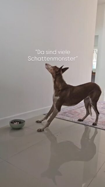"Da sind viele Schattenmonster" so nennt Fina die Schatten die sie wahr nimmt - oder denkt wahr zu nehmen. Manchmal sind es kleine Schattenmonster und mamchmal auch große und dementsprechend erschreckt sie sich. Neue Umgebungen bringen dann auch neue Schattenmonster mit sich und diese sind richtig unheimlich.
Ausglöst wurde dies im letzen Tierheim mit damaligen Menschen die nach Töpfen und anderen Dingen nach ihr geschmissen haben. Sie war das schwarze Schaf. Einer oder mehrere müssen es ja sein. Dazu kam eine große Portion von Ungeduld und absolut fehlender Empathie Wesen gegenüber.
Nun ja wir kramen nicht weiter in der Vergangenheit sondern wir stellen uns zusammen den Schattenmonstern. Fina lässt sich nicht unterkriegen und ich unterstütze sie so gut es geht.
"Ich will hier aber nicht mehr weg" Fina meint das Haus damit. Den Fina und Ghandi lieben, lieben es hier (ich auch) und es gibt keinen Grund darüber nachzudenken habe ich ihr erklärt.
Ich kann immer noch nicht fassen wie sich Fina entwickelt hat und wie stolz sie durch die Straßen von Thailand mit ihrem hoch erhobenen Rute geht.
Du bist ein Geschenk des Himmels mein Mädchen ✨️ und ich danke dir für dein Vertrauen.
