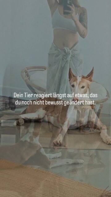 Die nächste Stufe in der Verbindung mit deinem Tier beginnt in dem Moment, in dem du aufhörst, immer wieder in die alten Muster zurückzukehren, die dir früher Sicherheit im Umgang gegeben haben.

Dein Tier nimmt feine Veränderungen wahr – oft bevor du sie selbst bewusst erkennst.
Ändere deine Reaktionen, und du veränderst die Kommunikation zwischen euch.
