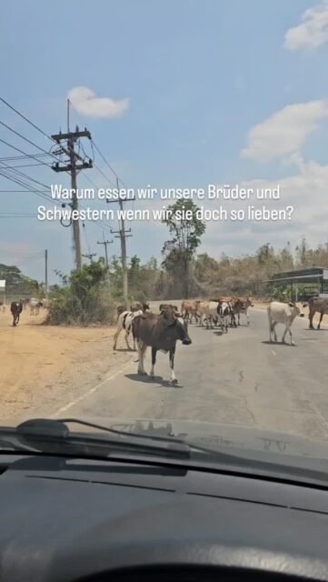 Ich höre oft: „Ich liebe Tiere.“
Und gleichzeitig gehören sie für viele zum Alltag auf den Teller.

Für mich passt das nicht ganz zusammen.
Vielleicht lohnt es sich, da ehrlich hinzuschauen – ohne Ausreden, ohne Druck.

Jeder entscheidet selbst.
Aber Bewusstsein ist der Anfang von allem.

Anosnten ist es Doppelmoral