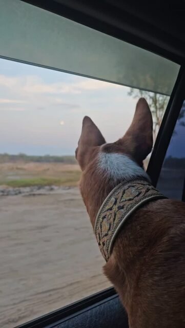Was wäre, wenn Tiere schon längst mit uns sprechen – wir aber einfach nicht zuhören?

Ein Teil meiner Aufgabe ist es, zwischen den Welten zu vermitteln – besonders für die, die keine Stimme haben.

Als Tierkommunikatorin sehe und fühle ich, wie viel unsere Tiere uns mitteilen möchten. Wie viel Liebe, Klarheit und Wahrheit in ihnen steckt.

Und ich glaube daran, dass die richtigen Menschen diese Botschaften empfangen – Menschen mit offenen Herzen, die bereit sind zuzuhören, zu verstehen und Verantwortung zu übernehmen.

Wenn wir beginnen, Tiere wirklich zu hören, verändert sich alles.
Dann entsteht Verbindung, Heilung und ein respektvolleres Miteinander – für eine Welt, in der auch ihre Stimmen zählen.