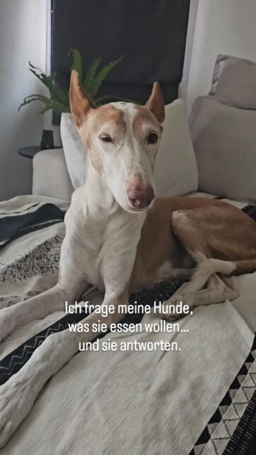 Bevor ich mich auf den Weg zum Pilates mache frage ich Ghandi und Fina immer was ich ihnen auf dem Rückweg zum Essen mitbringen soll.

Ghandi hatte mir heute geantwortet, dass er Hähnchenflügel (weil er das "Geknacke" liebt) und Leber möchte. 
Fina meinte heute "bring von jedem etwas mit, ich habe Lust auf Abwechslung".

Wenn ich nach Hause komme, lasse ich sie erstmal an der Beute riechen. Ich merke einfach wie entspannt sie sind wenn sie zu Hause bleiben und sie wissen, dass ich mich um ihr Essen kümmere.

Diese Dankbarkeit zu sehen wenn sie vor dem Napf stehen und mich erstmal in Ruhe anschauen und dann langsam Essen. Diese Demut bei Ghandi und Fina wird immer bleiben.
Und so sind wir alle in Demut 🙏