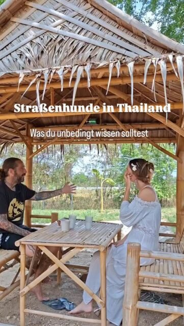 In diesem Video sprechen wir über Straßenhunde in Thailand – auch bekannt als Soi Dogs – und teilen unsere persönlichen Erfahrungen, Beobachtungen und wichtige Tipps im Umgang mit ihnen.

Gemeinsam mit Andre @soidogshh , der seit zwei Jahren in Thailand lebt, schauen wir auf die Realität vor Ort:
Wie verhalten sich die Hunde wirklich?
Worauf solltest du achten?
Und wie kannst du ihnen respektvoll begegnen, ohne dich selbst in Gefahr zu bringen?

Aus meiner Perspektive als Tierkommunikatorin geht es dabei nicht nur um Verhalten, sondern auch um die feine Wahrnehmung und das Lesen der Körpersprache.

Dieses Video ist Teil einer neuen Serie, in der wir dich mitnehmen in echte Erfahrungen, Begegnungen und Einblicke rund um das Leben mit Tieren in Thailand.

Das azsführliche Video findest du auf youtube.
Link in der Bio ✌️