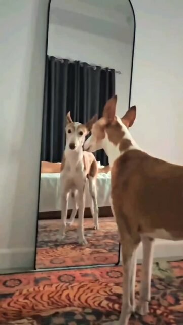 Spieglein, Spieglein an der Wand...
Wer ist der schönste Ghandusch in Thailand?

Und er weiß es 🤍✨️🤍