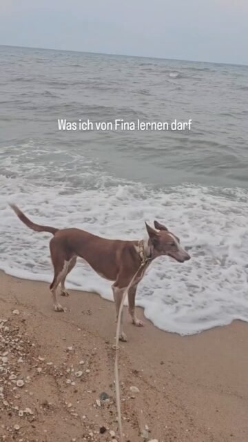 Fina lernte ich beim Volunteering auf Ibiza kennen.
Sie war die jenige der ich mir annahm weil sie am "wildesten" war. Mit "wild" war wohl scheu und unsicher gemeint.
Fina, damals noch unter dem Namen Xica ist andaeuernd im Auslauf hektisch vor einem weggelaufen.
Ihr Nervensystem war auf Alarm. Wenn ich jetzt zurück blicke und ihre Entspanntheit in ihr sehe, ihre Sicherheit und ihre Präsenz in ihrem Körper...ach ja es ist reine Freude in ihr.
Sie mag es immer noch nicht wenn Menschen auf sie zu gehen. Soll sie auch nicht, es ist ihre Entscheidung und ihr freier Wille ob und wann sie etwas möchte.
Sie darf selber entscheiden - und sie entscheidet immer prima.
Ich habe mir viel von ihr abgeschaut. Körperhaltung, stabil auf den Beinen zu stehen, innere Sicherheit zu leben, sich umzuschauen, sein Umfeld zu betrachten, von Distanz die Dinge aus zu beobachten, sich zurück zu halten und soooo viel mehr.
Mal sehen was sie noch so alles im Gepäck hat.
Was lernst du von deinem Tier?