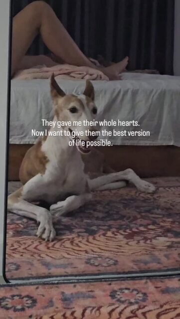 They gave me their whole hearts.
Now I want to give them the best version of life possible 🤍🐕🤍🐕
