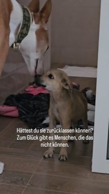 Nicht jeder geht einfach vorbei.

Manche Menschen warten stundenlang, kommen tagelang wieder und tun alles, was sie können, um zwei kleine Leben zu retten 🐾❤️

Diese Welpen sind in Sicherheit, weil es Menschen gab, denen ihr Schicksal so sehr am Herzen lag, dass sie nicht aufgegeben haben.

Die ganze Geschichte hinter den Kulissen folgt in Kürze.

@soidogshh 💪🙏✨️