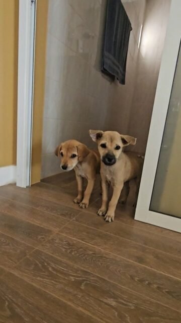 Heute waren Ghandi, Fina und ich wieder zu Besuch bei @soidogshh und haben die zwei Straßenwelpen besucht.
Sie werden aktiver und wacher und jetzt wackeln auch die Schwänzchen...so langsam.
Wir haben für euch Videos für Youtube aufgenommen um ihre Geschichte zu erzählen und aufzuklären.
Am Samstag geht das neue Video online, seid gespannt und folgt mir gerne auf Youtube um kein Video zu verpassen.