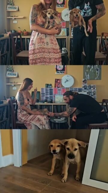 Morgen um 10.00 Uhr geht das neue Youtube video von @soidogshh den Welpenmädels und mir online.
Andre erzählt euch die Geschichte der zwei Mädels 🐕🌹🐕