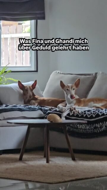 Früher dachte ich, Geduld bedeute, warten zu können.
Meine Hunde haben mir etwas anderes gezeigt.
Geduld bedeutet, im Moment zu bleiben, auch wenn die Dinge nicht so laufen, wie wir es uns wünschen. Nicht ständig vorpreschen. Nicht versuchen, alles zu kontrollieren. Nicht an dem festhalten, was noch nicht da ist.
Tiere zeigen uns diese Präsenz jeden Tag.
Sie vertrauen dem Leben. Sie vertrauen dem nächsten Schritt. Sie vertrauen dem richtigen Zeitpunkt.
Und jedes Mal, wenn ich ungeduldig werde, erinnert mich mein Hund daran, langsamer zu werden, tief durchzuatmen und dorthin zurückzukehren, wo das Leben tatsächlich stattfindet: ins Hier und Jetzt.
Was hat dir dein Haustier beigebracht? 🖤