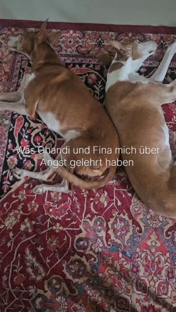 Was Ghandi und Fina mich über Angst gelehrt haben ✨
Lange Zeit dachte ich, Mut bedeutet, keine Angst zu haben.
Meine Hunde haben mir etwas anderes gezeigt.
Angst ist nicht das Problem. Sie ist ein Signal. Eine Einladung, genauer hinzuschauen. Langsamer zu werden. Wieder präsent zu werden. Vor allem ein wichtiger Instinkt.
Wenn Ghandi oder Fina etwas Neues, Unbekanntes oder Unsicheres begegnet, verdrängen sie ihre Angst nicht. Sie fühlen sie. Sie nehmen Informationen auf. Und dann entscheiden sie Schritt für Schritt, wie sie damit umgehen.
Sie verbringen keine Stunden damit, sich auszumalen, was alles passieren könnte.
Sie bleiben im Hier und Jetzt.
Genau das habe ich von ihnen gelernt: Angst verschwindet nicht, indem wir gegen sie kämpfen. Sie verliert ihre Macht, wenn wir aufhören, vor ihr wegzulaufen.
Oft wartet hinter der Angst genau das Wachstum, die Freiheit oder die Erfahrung, nach der wir uns sehnen.
Vielleicht geht es nicht darum, keine Angst zu haben.
Vielleicht geht es darum, ihr die Hand zu reichen und trotzdem weiterzugehen.
Was hat dein Tier dich über Angst gelehrt?