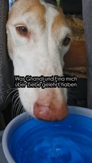 Was Ghandi und Fina mich über Liebe gelehrt haben ❤️
Früher dachte ich, Liebe bedeutet, festzuhalten.
Sie haben mir etwas anderes gezeigt.
Sie haben mir gezeigt, dass Liebe nicht kontrolliert.
Dass Liebe nicht besitzen will.
Dass Liebe nicht ständig fordert.
Liebe ist Präsenz.
Liebe ist Vertrauen.
Liebe ist, jemanden sein zu lassen, wer er wirklich ist.
Ghandi und Fina haben mich gelehrt, dass wahre Liebe oft ganz leise ist.
Sie fragt nicht:
„Was bekomme ich dafür?“
Sie sagt:
„Ich bin da.“
In den schönsten Momenten.
In den schwierigsten Momenten.
Und sogar über den Tod hinaus.
Je mehr Zeit ich mit Tieren verbringe, desto mehr verstehe ich:
Vielleicht haben wir Menschen die Liebe oft unnötig kompliziert gemacht.
Tiere erinnern uns daran, wie einfach sie eigentlich sein kann.
Love Linda ✨️
