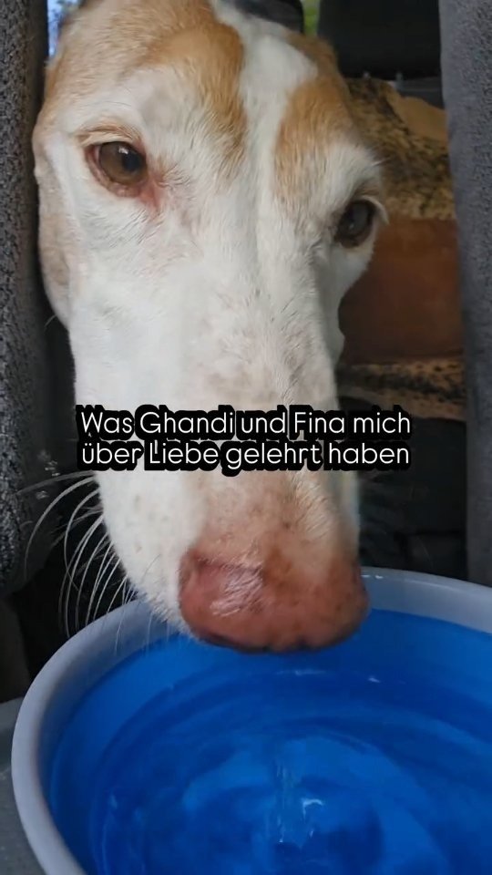 Was Ghandi und Fina mich über Liebe gelehrt haben ❤️
Früher dachte ich, Liebe bedeutet, festzuhalten.
Sie haben mir etwas anderes gezeigt.
Sie haben mir gezeigt, dass Liebe nicht kontrolliert.
Dass Liebe nicht besitzen will.
Dass Liebe nicht ständig fordert.
Liebe ist Präsenz.
Liebe ist Vertrauen.
Liebe ist, jemanden sein zu lassen, wer er wirklich ist.
Ghandi und Fina haben mich gelehrt, dass wahre Liebe oft ganz leise ist.
Sie fragt nicht:
„Was bekomme ich dafür?“
Sie sagt:
„Ich bin da.“
In den schönsten Momenten.
In den schwierigsten Momenten.
Und sogar über den Tod hinaus.
Je mehr Zeit ich mit Tieren verbringe, desto mehr verstehe ich:
Vielleicht haben wir Menschen die Liebe oft unnötig kompliziert gemacht.
Tiere erinnern uns daran, wie einfach sie eigentlich sein kann.
Love Linda ✨️