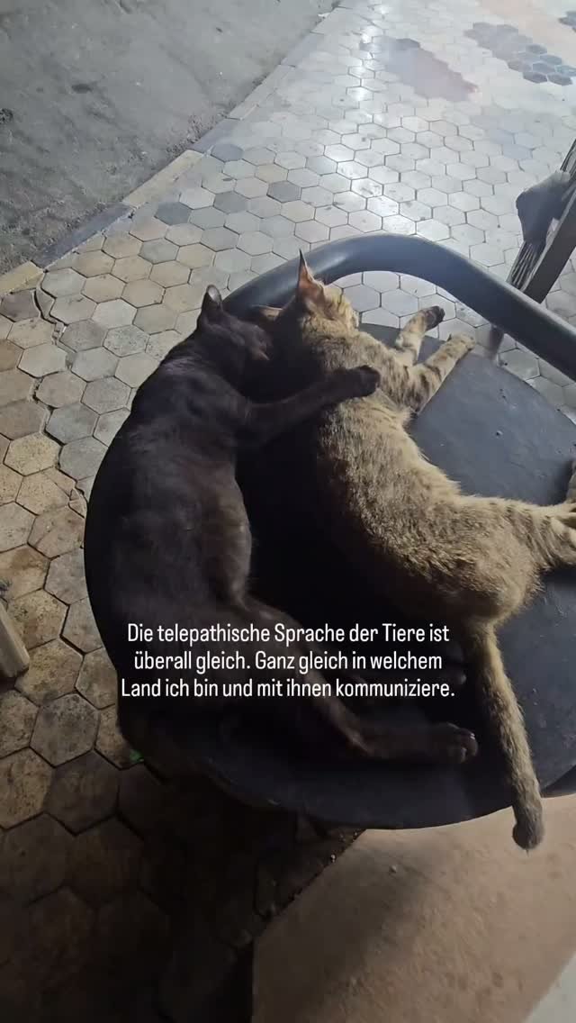 Ich wurde nicht mit der Fähigkeit geboren, mit Tieren zu kommunizieren. Aber ich habe mich schon immer zu ihnen hingezogen gefühlt.
Seit ich mich erinnern kann, haben mich Tiere fasziniert. Und ehrlich gesagt, tun sie das immer noch. Immer wenn ich ein Tier sehe, scheint sich alles um mich herum zu verlangsamen. Ich bleibe stehen, ich schaue zu, ich lausche … und für einen Moment zählt nichts anderes mehr.
Denn die Nähe zu Tieren fühlt sich wie reine Liebe an 🤍.
Ihre Sprache ist anders und doch dieselbe. Sie ist still, subtil und von tiefem Einfühlungsvermögen geprägt. Es ist eine Sprache jenseits von Worten – eine, die durch Gefühle, Bilder, Emotionen und Verbundenheit spricht und mir ihre Gedanken in den Sinn flüstert.
Und das Schöne daran ist: Man muss nicht mit einer besonderen Gabe geboren sein, um sie zu verstehen. Man kann lernen, zuzuhören. Man kann lernen, seiner Intuition zu vertrauen. Und man kann lernen, die Tiere auf eine tiefere Weise zu verstehen.
Ich habe es geschafft. Und du kannst es auch. 🤍
Link in der Bio