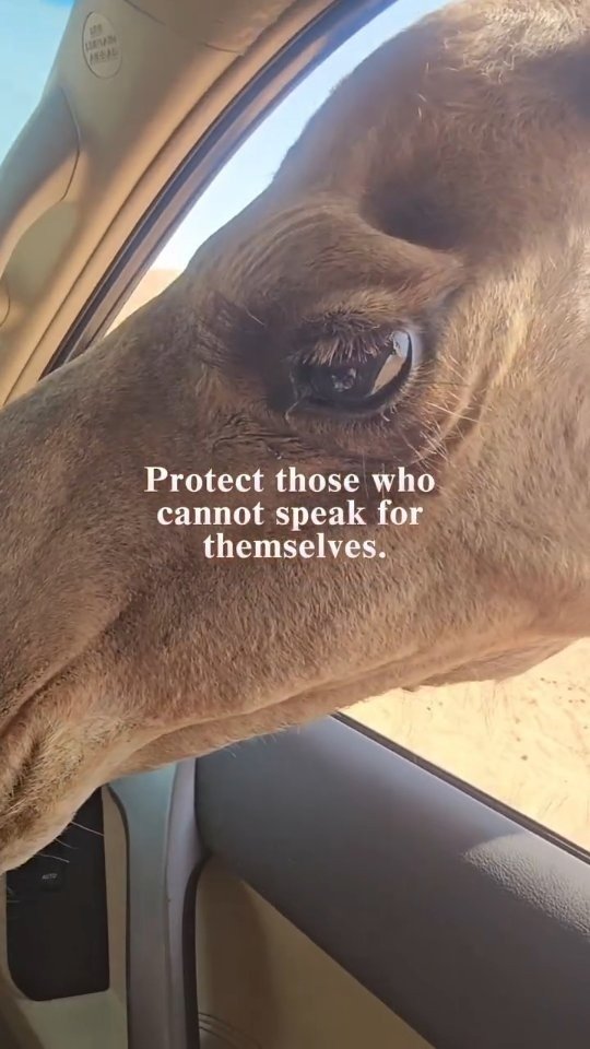 Tiere sind Lebewesen mit eigenen Gefühlen, Bedürfnissen, Persönlichkeiten und Arten, die Welt zu erleben.
Ich glaube daran, echte Verbindungen zu Tieren aufzubauen, über Worte hinaus zuzuhören und ihnen mit Respekt, Mitgefühl und einem offenen Herzen zu begegnen.
Schützt diejenigen, die nicht für sich selbst sprechen können. Seid bereit, über das hinauszuschauen, was für uns Menschen bequem ist. Und denkt daran, dass Wildtiere in ihre natürliche Umgebung gehören, nicht hinter Gittern in einem Zoo.
Eine echte Verbindung entsteht, wenn wir aufhören, Tiere als etwas zu betrachten, das man beobachten, besitzen oder kontrollieren kann, und anfangen, sie als Individuen anzuerkennen, die Freiheit und Respekt verdienen.
Denn jedes Tier zählt. Und Freiheit zählt 🙏