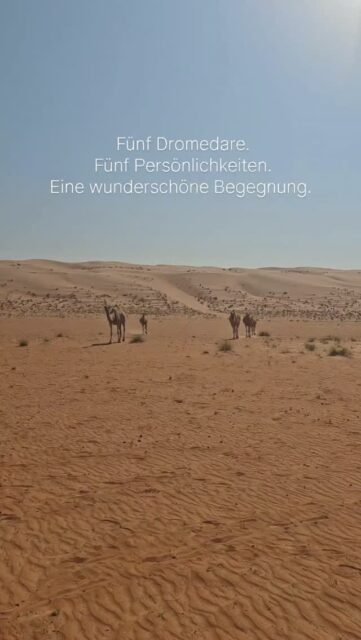 Fünf wundervolle Seelen kamen in der goldenen Wüste Omans direkt auf mich zu ✨.
Ich habe mich besonders gefreut, diese Gruppe kennen zu lernen. Im Gegensatz zu einigen anderen Gruppen, denen ich begegnet war, wirkten diese fünf aufrichtig neugierig und interessiert und kamen so offen und selbstbewusst auf mich zu.
Momente wie diese erinnern mich daran, wie einzigartig jedes Tier ist. Jedes hat seine eigene Persönlichkeit, seine eigene Art zu kommunizieren und seine eigene Energie.
Und noch eine kleine Anekdote: Es handelt sich hier tatsächlich um Dromedare, nicht um zweihöckrige Baktrische Kamele. Man erkennt sie an ihrem einzigen Höcker.
Eine wunderschöne Begegnung in den weiten goldenen Sanddünen Omans.