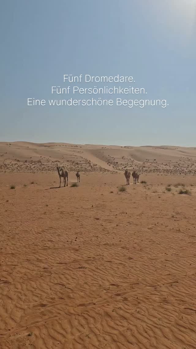 Fünf wundervolle Seelen kamen in der goldenen Wüste Omans direkt auf mich zu ✨.
Ich habe mich besonders gefreut, diese Gruppe kennen zu lernen. Im Gegensatz zu einigen anderen Gruppen, denen ich begegnet war, wirkten diese fünf aufrichtig neugierig und interessiert und kamen so offen und selbstbewusst auf mich zu.
Momente wie diese erinnern mich daran, wie einzigartig jedes Tier ist. Jedes hat seine eigene Persönlichkeit, seine eigene Art zu kommunizieren und seine eigene Energie.
Und noch eine kleine Anekdote: Es handelt sich hier tatsächlich um Dromedare, nicht um zweihöckrige Baktrische Kamele. Man erkennt sie an ihrem einzigen Höcker.
Eine wunderschöne Begegnung in den weiten goldenen Sanddünen Omans.