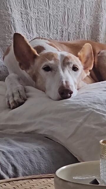 Ab heute startet der Tierkommunikation Workshop auf Ibiza. Ich freue mich schon sehr auf die Teilnehmer und auf unsere Gruppenenergie, die Tiergespräche, die erstaunten Gesichter, die A-ha Erlebnisse, unsere schamanische Reise und die Rückmeldungen der Teilnehmer.
Denn für die meisten ist es ein neues Wahrnehmen, das Wochenende ist ein Türöffner in eine neue und andere Welt der Gefühle. 
Der Verstand nimmt eine neue Position ein - denn die Teilnehmer lernen eine andere Form der Kommunikation mit unseren Tieren.
Es wird heute zu der leckeren selbst gemachten Zitronenlimonade warmen Tee geben - es ist nämlich derzeit durch den arktischen Wind frisch und ungemütlich.
Wir sind auf jeden Fall bereit für euch und freuen uns sehr auf jeden Teilnehmer.