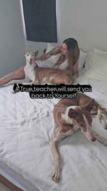 A True teacher will send you back to Yourself ✨️
Und genau das hat Ghandi in seiner bereits vierten Reinkarnation an meiner Seite immer und immer und immer wieder getan. Ein Lehrer der so konsequent, klar und liebevoll lehrt ist ein Geschenk. Einmal Pferd und dreimal als Hund sind wir nun gemeinsam auf dem Abaneteuerspielplatz Erde zusammen. Wir kleben aneinander und ich möchte keine Minute ohne Fina und Ghandi missen.
Ghandi kennt mich so gut da er mich seit meiner Jugend begleitet. In anderen Körpern, auf andere Art und Weise aber in seiner unverwechselbaren Art.
Fina ist zum zweiten Mal an meiner Seite und ihre Art zu lehren ist ganz anders. Weich und zart, so auch ihr Name Fina (fein). Sie kann auch wenn sie will, dann aber richtig.
Unser Dreierteam ist nicht in Worte zu beschreiben.
So wie es nun mal ist wenn man seine Lehrer und Freunde gefunden hat auf dem Planeten Erde.
Was macht eure tierische Verbindung aus?