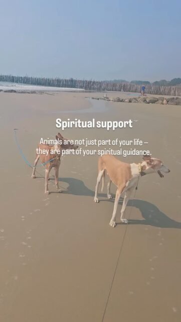 Spirituelle Unterstützung 

Tiere sind nicht nur Teil deines Lebens –
sie sind Teil deiner spirituellen Führung.