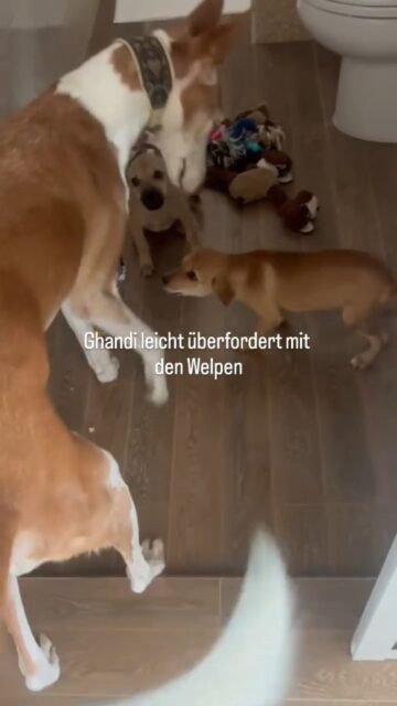 Ohne Worte heute mal 😉
@soidogshh