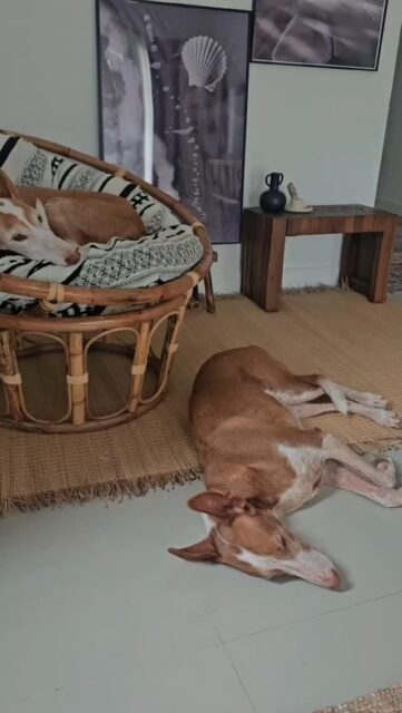 Fina hat mir etwas anderes gezeigt.
Als sie zu mir kam, hatte sie einen starken Fluchtinstinkt. Sie vertraute Menschen nicht wirklich. Und ehrlich gesagt konnte ich das verstehen (nach dem was sie erlebt hat).
Vertrauen entsteht nicht, weil jemand sagt:
„Du kannst mir vertrauen.“
Vertrauen entsteht durch Erfahrungen.
Durch Geduld.
Durch Verlässlichkeit.
Durch viele kleine Momente.
Und durch ein entspanntes Nervensystem.
Heute vertraut Fina mir. Nicht weil ich sie dazu gezwungen, gedrängt oder etwas beschleunigen wollte. Sondern weil ich ihr immer wieder gezeigt habe, dass sie sicher ist.
Und genau das hat sie auch mich gelehrt:
Vertrauen ist keine Entscheidung.
Vertrauen wächst.
🌿 Was hat dich zuletzt etwas über Vertrauen gelehrt?