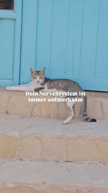 Dein Nervensystem nimmt die kleinen Dinge wahr.
Den Tonfall. Die Präsenz. Die Sanftheit.
Die Art, wie jemand dir das Gefühl gibt, sicher genug zu sein, um tief durchzuatmen.
Denn manchmal beginnt Heilung, wenn dein Körper endlich lernt:
Hier muss ich nicht auf der Hut sein.
Es sind nicht immer die großen Momente.
Manchmal sind es die stillen.
Ein sanfter Tonfall. Eine beruhigende Berührung. Jemand, der da bleibt, wenn du dich verletzlich fühlst.
Dein Nervensystem erinnert sich daran, wie sich Sicherheit anfühlt.
Und langsam lernt es, sich zu entspannen.
Kein Rätselraten. Keine Abwehrhaltung. Kein Anspannen für das, was als Nächstes kommt.
Gerade genug Sanftheit, damit dein Körper endlich ausatmen kann.