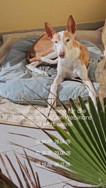 ✨ Sehe mit ihren Augen ✨

In einer gleichgesinnten, unterstützenden Atmosphäre öffnet sich dir eine neue Welt: die Welt der Tierkommunikation.

Dieses Webinar lädt dich ein, die Perspektive der Tiere zu entdecken jenseits von Wissen, jenseits von Erfahrung. Du lernst, Botschaften zu empfangen, Vertrauen in deine Wahrnehmung zu entwickeln und die feinen Sprachen der Tiere zu verstehen.

Was du lernen wirst:
• Grundlagen der Tierkommunikation
• Telepathische Verbindung mit Tieren
• Geführte Meditationen & Visualisierungen
• Intuitive Kommunikationstipps
• Deinen eigenen Kommunikationsstil & deine Hellsinne entdecken
• Spüren, wie humorvoll Tiere wirklich sind
• Wahrnehmen, wie unterschiedlich sich jede tierische Stimme „anhört“

Neu und inklusive:
✨️ E-Book & Zugang zum 
✨️ Tierkommunikations-Forum zum Üben & Austauschen

Von zu Hause aus über Zoom:
Jeder Tierliebhaber kennt diesen Blick:
„Ich versuche, dir etwas zu sagen.“
Und du denkst: „Wenn ich dich nur verstehen könnte …“

Deine innere Stimme weiß es längst:
DU kannst Tierkommunikation lernen.
Wir senden und empfangen telepathische Botschaften – oft unbewusst. Jetzt lernst du es bewusst.

Bist du bereit zuzuhören?

Weitere Informationen in meiner Bio ✨️